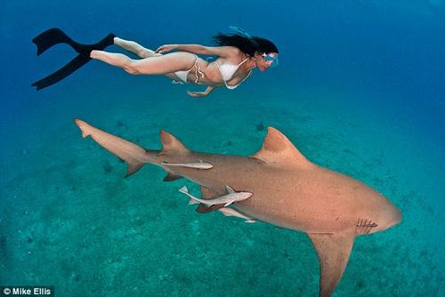Lesley Rochat swimming with sharks © SW